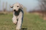 BEDLINGTON TERRIER 184